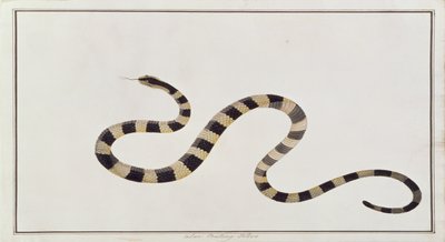 Ular Pontong Teboo, from Drawings of Animals, Insects and Reptiles from Malacca by Chinese School